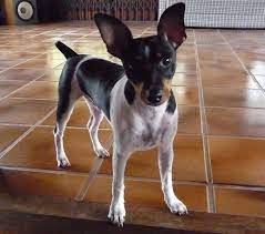 Fox paulistinha, terrier brasileiro, brazilian terrier, brasilianischer terrier. Terrier Brasileiro Wikipedia