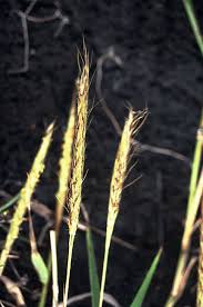 Image result for Ischaemum