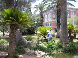 A still body of water smaller than a lake. The Pond University Of Arizona Campus Arboretum