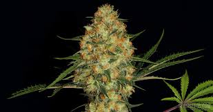 You can rest easy during the herb's vegetative phase, as the plants develop rapidly without you having to take extra care. Hindu Kush Strain Story Everlasting Elementary Power Sensi Seeds