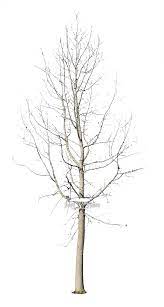 The only edible part of the tree is the dried sap which makes a fragrant, bitter chewing gum. Pin On Pngs For Landscape Architects