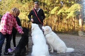 Places campbell river, british columbia medical and healthmedical centrehospital coastland veterinary hospital posts. Comox Valley Dog Trainer Joins Select Club Vancouver Island Free Daily