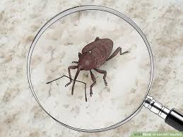 3 Ways To Identify Beetles Wikihow