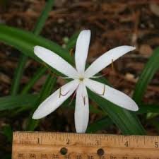 Image result for Crinum jasonii
