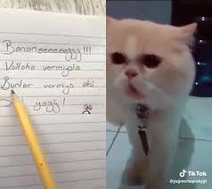 Konusan Kedi Muhtesem Video Izle Indir Videoindirelim Com