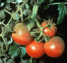 Image result for tomato seedling xanthomonas vesicatoria