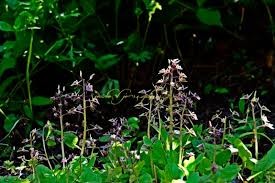 Image result for Liparis mulindana