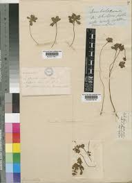 Image result for Lindernia conferta