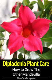 Pin On Best Of Plantcaretoday