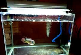 Pompa aquarium berfungi untuk mengalirkan air dan memastikan suhu aquarium tetap terjaga. 4 Cara Memilih Filter Aquarium Yang Baik My Blog