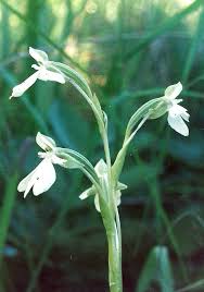 Image result for Habenaria macrura