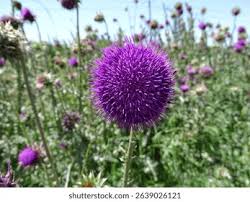 Image result for Carduus nyassanus