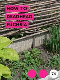 Learn How To Deadhead Fuchsia How To Guides Tips And Tricks Hunter Sprinkler Dead Head Plants
