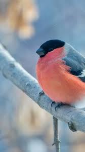 Bird Pictures Bird Hd Wallpapers Funny Bird Pictures 4k 8k All of the birds wallpapers bellow have a minimum hd resolution (or 1920x1080 for the tech guys) and are easily downloadable by clicking the image and saving it.