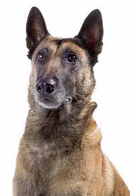 Belgian Malinois Dog Breed Information In 2020 Belgian Malinois Dog Malinois Dog Belgian Malinois