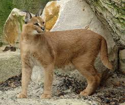 Top 10 biggest cat breeds. Caracal Wikipedia
