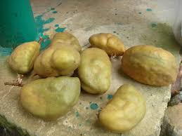 Bagian ujung labu yang sudah kering dilubangi memakai tulang kuskus atau babi tajam. Bm Kaya Raya Khasiat Buah Nam Nam Buah Katak Puru ÙÙŠØ³Ø¨ÙˆÙƒ