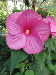 Hibiscus Moscheutos Hibiskus Pflanzen Gladiolen