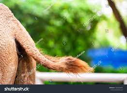 1,998 Camel Tail Images, Stock Photos & Vectors | Shutterstock