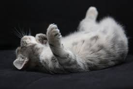 Did you like this article? Rollig Trotz Kastration Haustiger Katzen