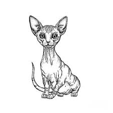 More images for hairless cat drawing » Sphynx Drawings Pixels