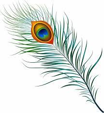 Cartoon hand drawn peacock feather illustration. Peacock Feather Free Vector In Adobe Illustrator Ai Ai Encapsulated Postscript Eps Eps Format For Free Download 1 97mb