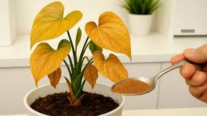 Image result for Ochna katangensis