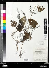 Image result for Dioscorea quartiniana