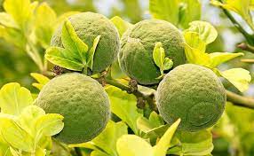La Naranja Agria Sus Beneficios Y Usos Naranja Agria Propiedades