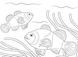 Free, printable mandala coloring pages for adults in every design you can imagine. Ocellaris Clownfishes Coloring Page Free Printable Coloring Pages For Kids