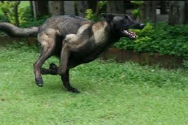 Malinois Belgian Malinois Dog Belgium Malinois Malinois Dog
