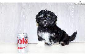 Havanese Puppy For Sale Near Columbus Ohio Dfef5863 3741 Havanese Dogs Havanese Havanese Puppies