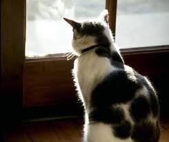 Mold Reported in Purina One Beyond