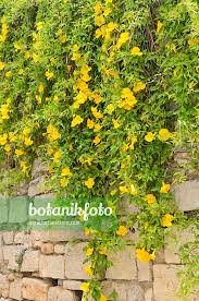 Image result for Dolichandra unguis-cati