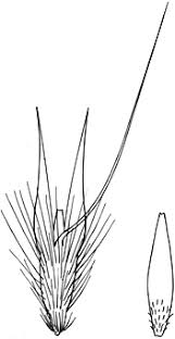 Image result for Rytidosperma davyi