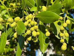 Image result for Conocarpus erectus