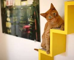 Cute cats in costume compilation 2019 like on catwalk caring for cats often feels like taking care of 'supermodel cats' that look like they belong on the catwalk ✅ daily humor is interesting. How Would You Build A Catwalk For Cats Forum Archinect Cat Playground Cat Stairs Cat Wall