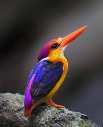 Resultado De Imagen Para Martin Pigmeo Oriental Beautiful Birds Animals Beautiful Pet Birds