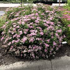 Image result for Spiraea japonica ´Little Princess