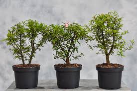 Image result for Calliandra brevipes