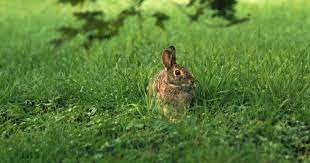 Step 2 sprinkle the epsom salt around the perimeter of the garden as well. Fact Checker Is It Unsafe To Eat Rabbits Before The First Frost Meateater Hunting