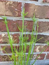 Image result for Cyperus haspan