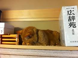 「ごめん寝」の画像検索結果