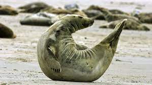 Auf einem quadratmeter watt leben bis zu zwei millionen organismen. Das Wattenmeer Ein Einzigartiger Lebensraum Ndr De Ratgeber Reise Wattenmeer