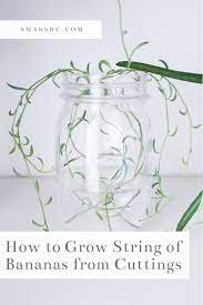 Pin On Gardening