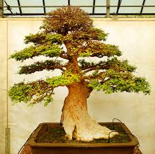 Le piante da interni donano colore e luce agli spazi interni e creano un'allegra e rilassante atmosfera in ogni casa, inoltre sono molto utili per regolare il tasso di umidità e ossigenare gli ambienti casalinghi. Bonsai Wikipedia