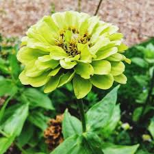 We are a local florist that serve in and around newcastle, not some faceless company that have flowers sent by courier. 20 Green Flowers Pretty Garden Blooms
