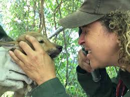 Newborn Red Wolves: 10 Born in New York for Endangered Species