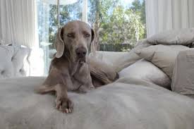Weimaraner Lovetoknow The weimaraner originated in the early 19th century in germany, where it was conscientiously the weimaraner was recognized by the united kennel club in 1955. weimaraner lovetoknow