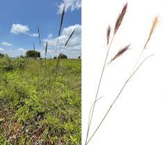 Image result for Tristachya rehmannii